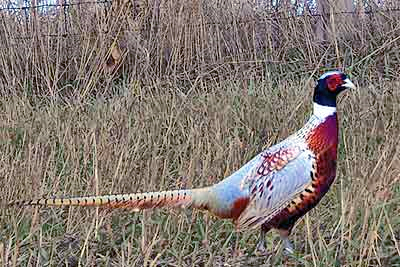  Popular Chinese Websites on The Chinese Ringneck Is The Most Popular Of Breeds This Pheasant Is