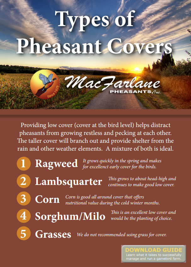 pheasant cover