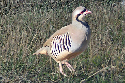 MacFarlane Pheasants Chukar Partridge