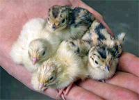 Pheasant Chicks