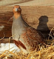 Hardy Hungarian Partridges Are Available At MacFarlane Pheasants, Inc..jpg