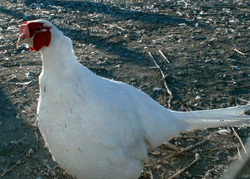 Pheasant.com Blog | White Pheasants Are Raised Year-Round at ...