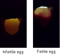 infertile and fertile pheasant eggs