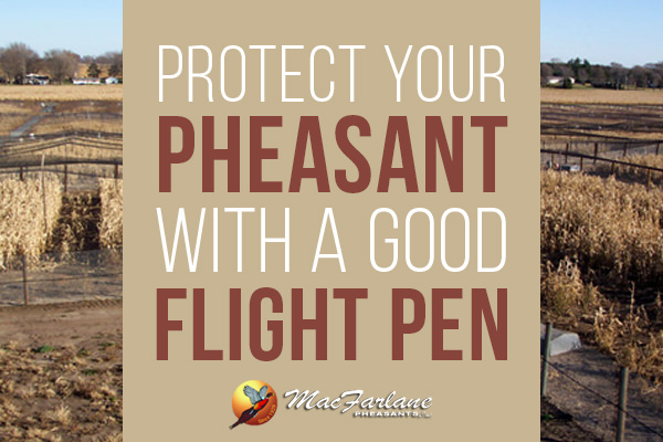 Flight Pens for Pheasants