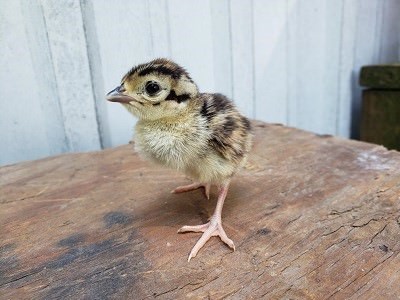 Chick1.jpg