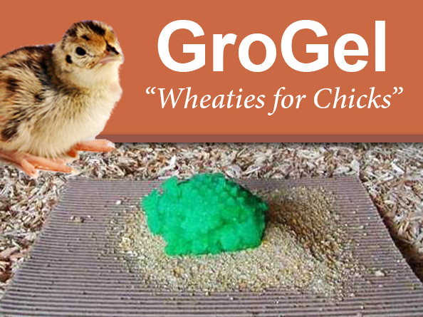 GroGel for pheasant chicks