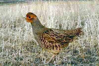 A hun or Hungarian partridge