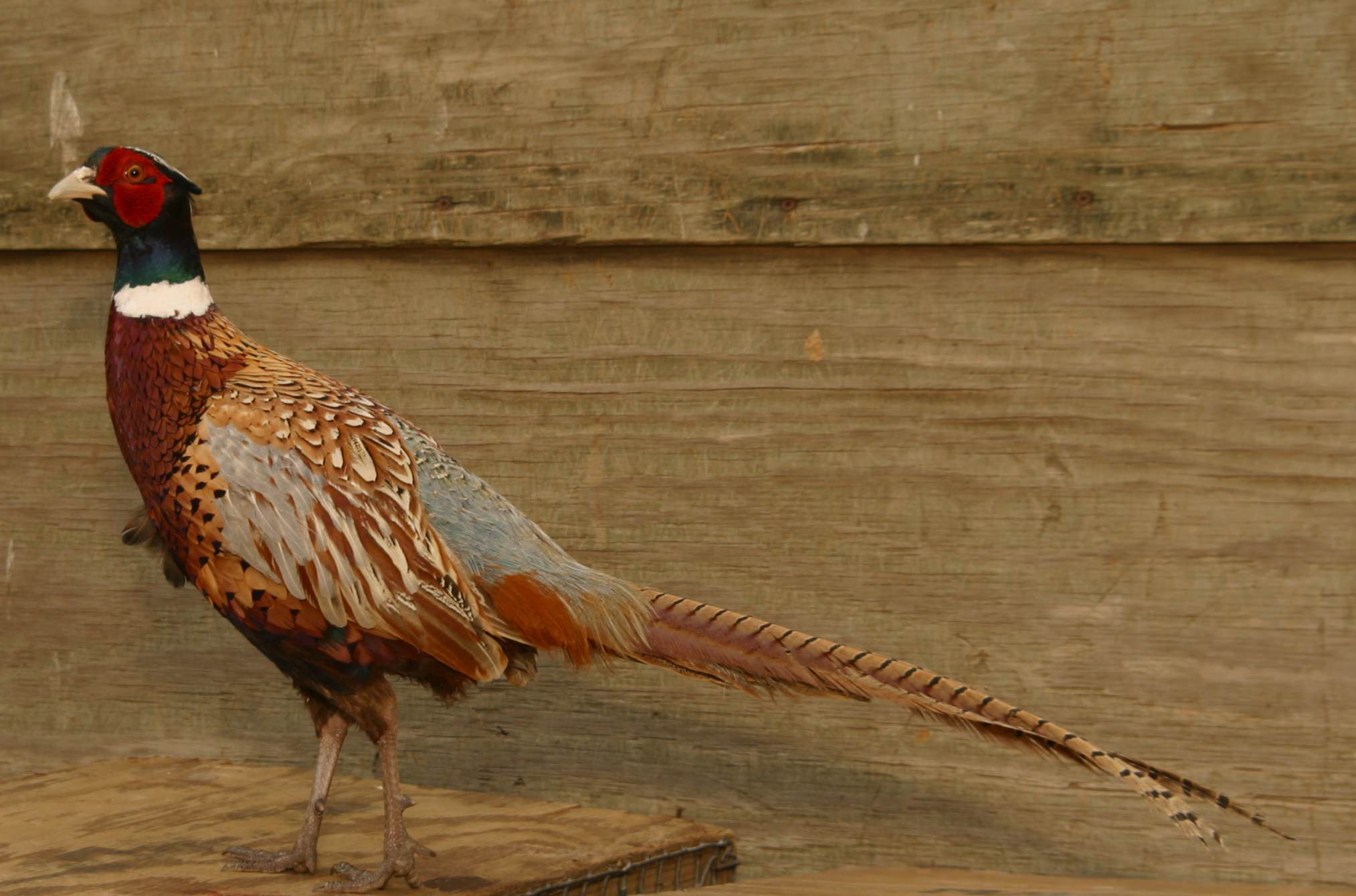 Pheasant traits hunters love to see in the wild