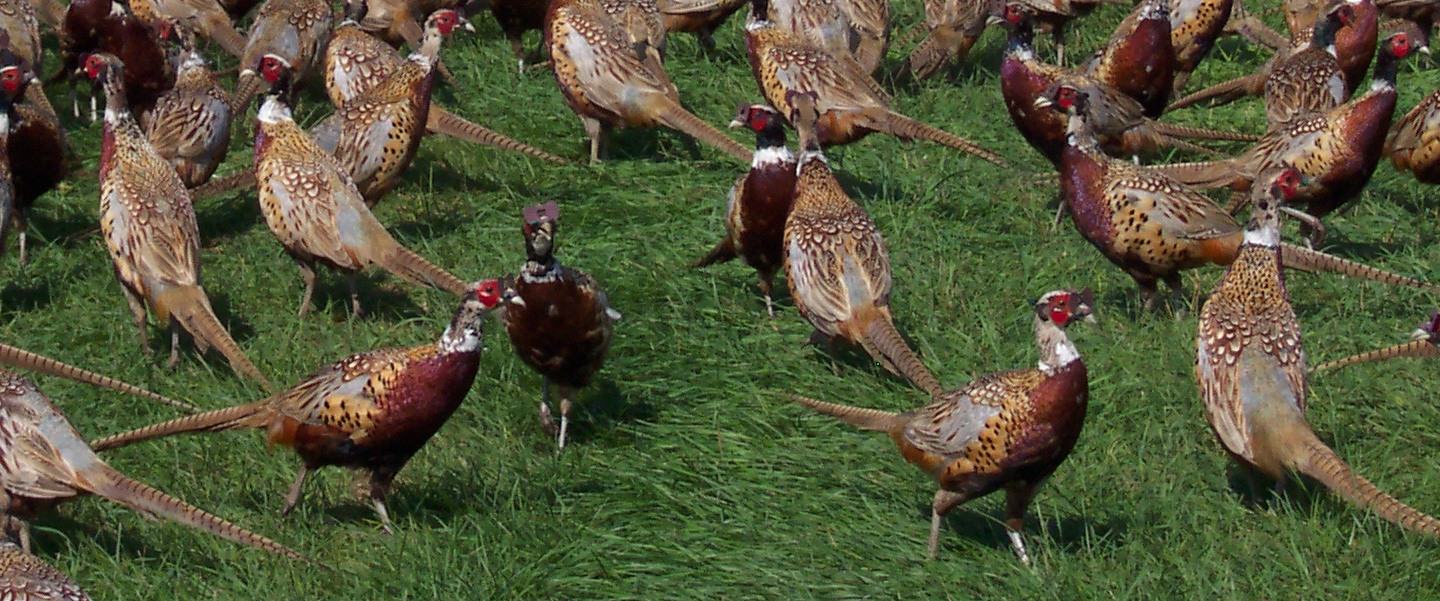 group of pheasants on grass