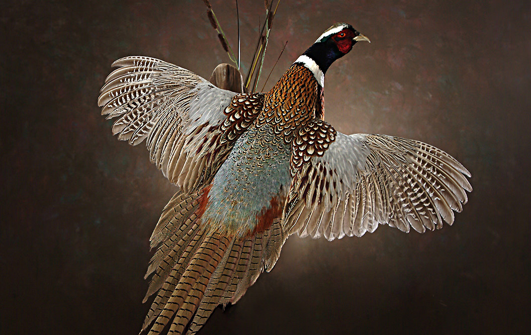 Ring-necked Pheasant Feathers Puffed Up by Lois Lake