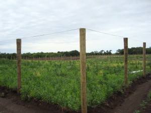 outdoor pheasant pen