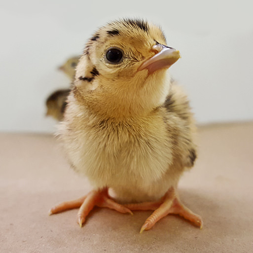 Pheasant Chick Sales