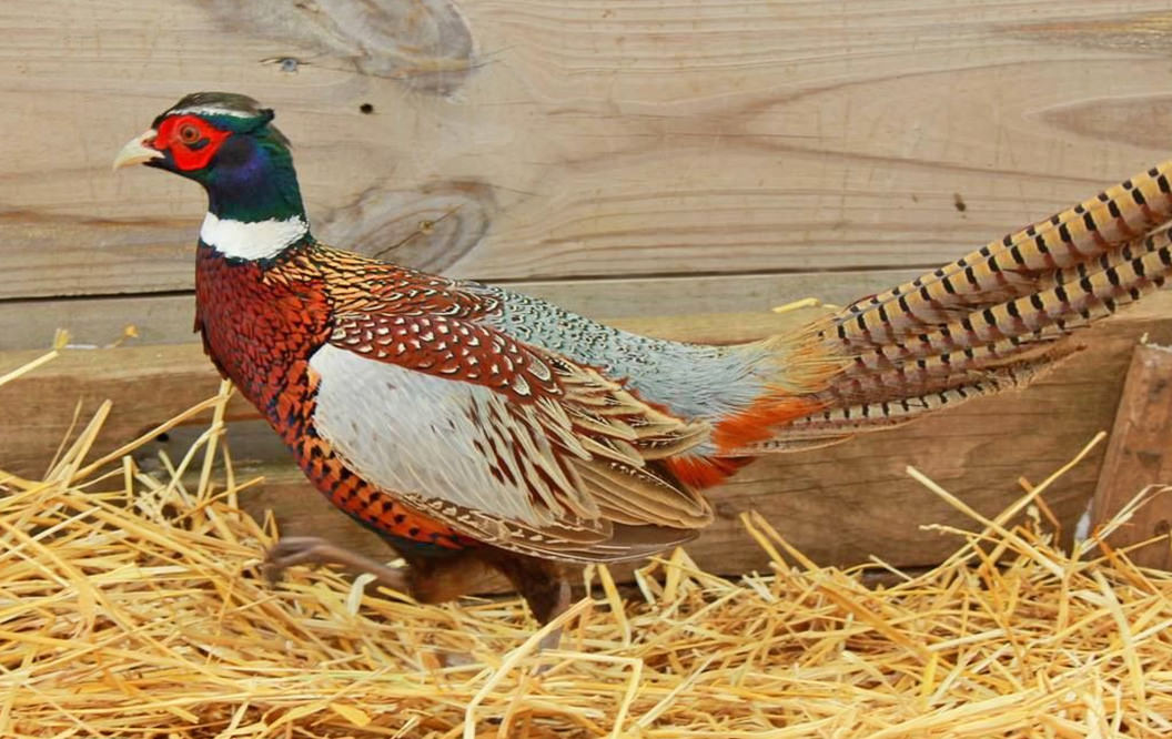 Macfarlane Pheasants America S Largest Pheasant Farm