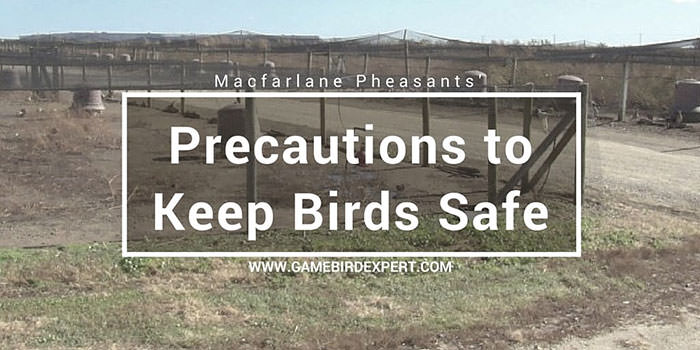 precautions bird safety