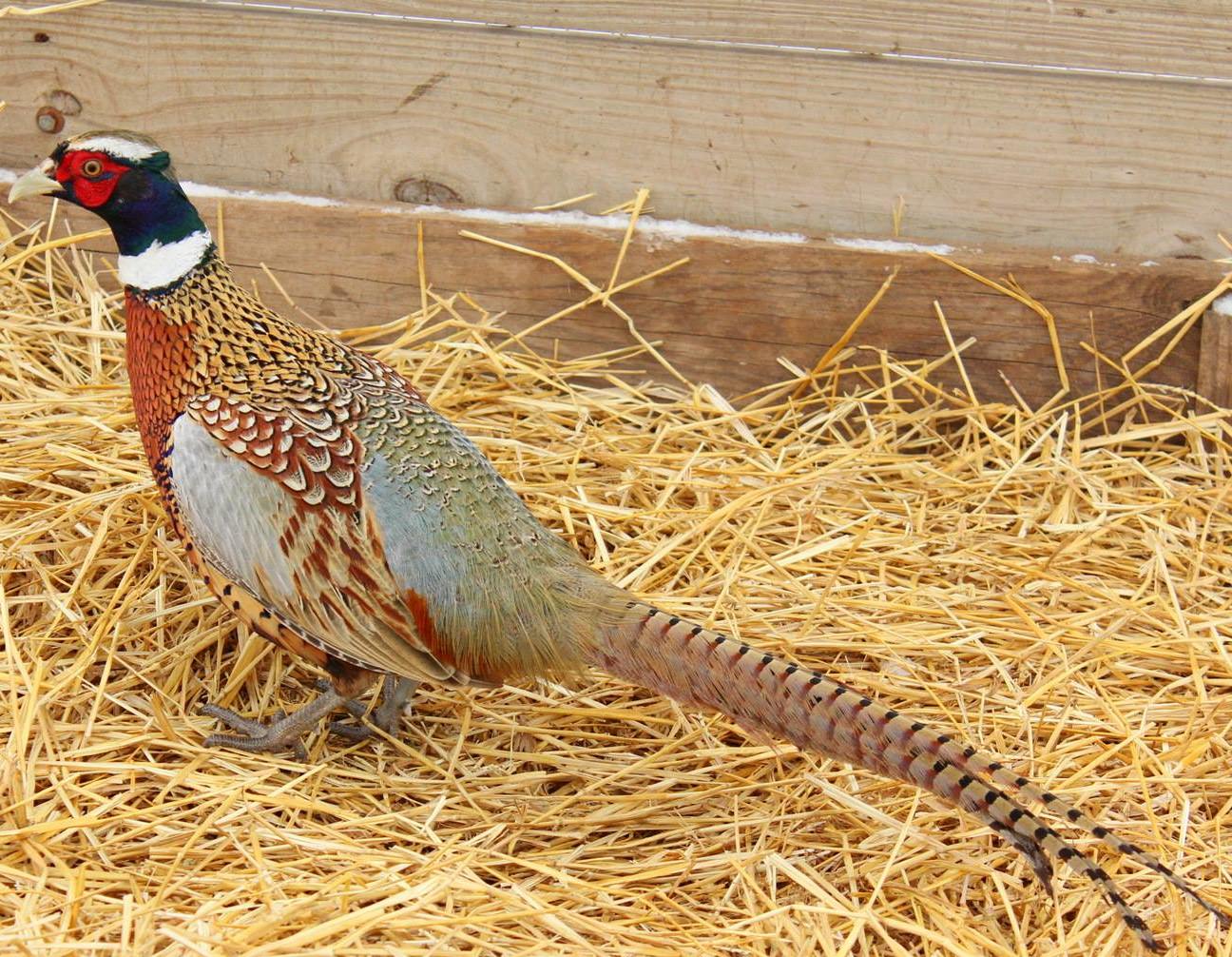 chinese ringneck pheasant