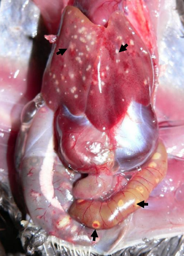 Four-week-old Bobwhite quail with ulcerative enteritis