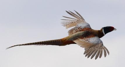 pheasant in flight