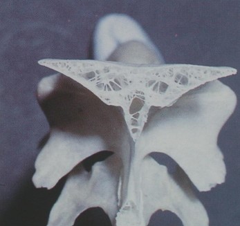 Cross-section of an avian pneumatic vertebral bone