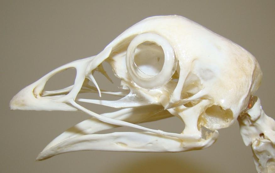 full chicken skull with an arrow pointing to the sceral ossicle