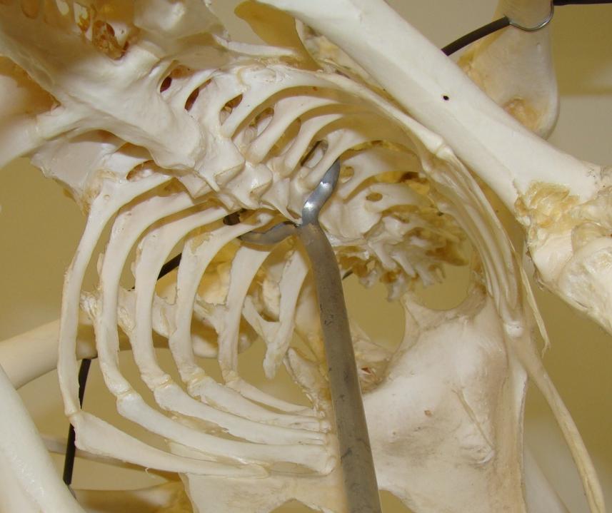Unside of an avian skeleton showing spine