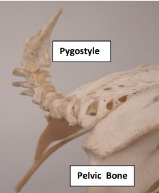 Oval outlines the fused thoracic vertebrae that give the spine rigidity for flight