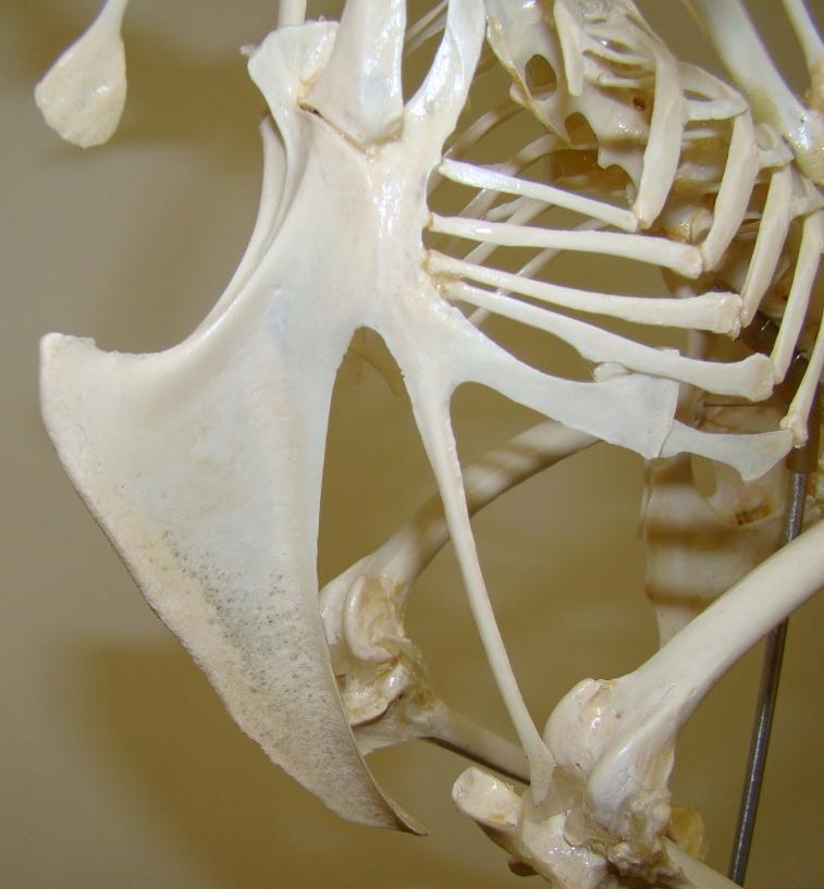 Avian rib bones