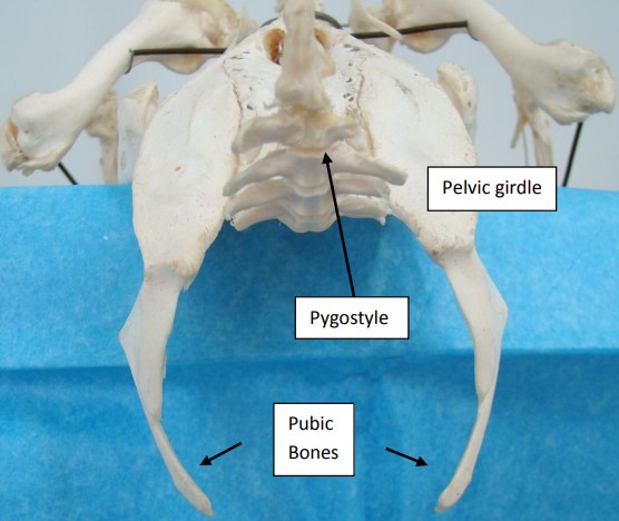 rear bottom view of an avian skeleton