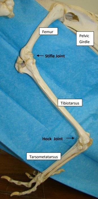 Major bones of the galliform leg