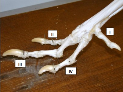 Avian skeletal foot with metatarsals labeled