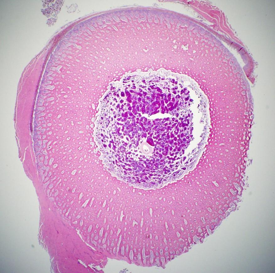 Cross-section of diaphysis (shaft) of tibiotarsus (drumstick)