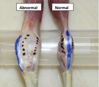 Left hock (intertarsal) joints of abnormal and normal 4-week-old white pheasants
