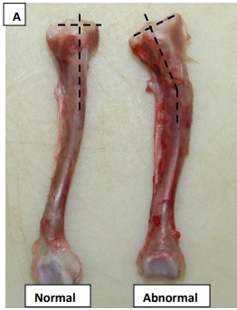 Four-week-old pheasants abnormal posture