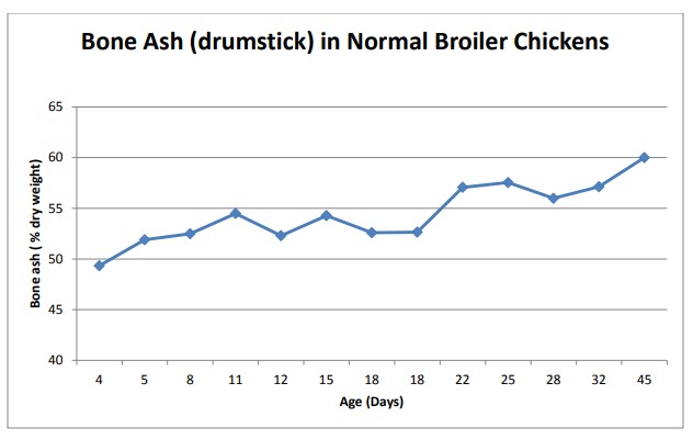 Bone Ash (drumstick) in Normal Broiler Chickens chart