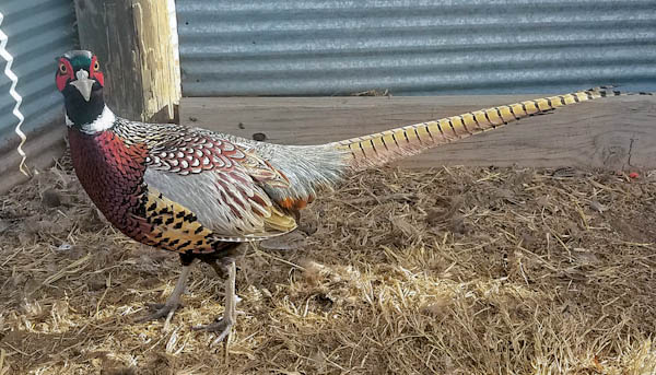 kansas ringneck pheasant