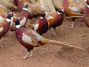 extra large ringneck pheasant