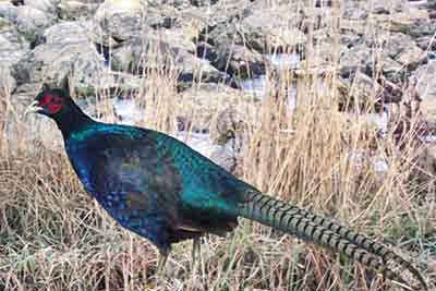 melanistic mutant pheasant