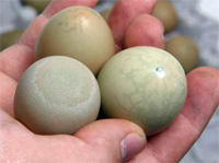 Pheasant Eggs