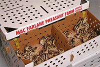 MacFarlane Chicks