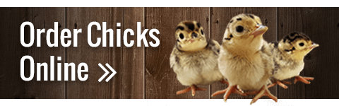 Buy chicks online button