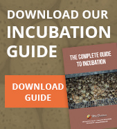 The Complete Guide to Incubation