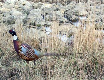 manchurian ringneck cross pheasant