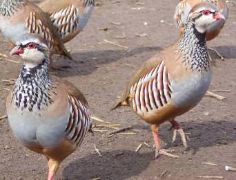 French Red-Legged Partridges