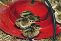 Brooder Chicks Brooder Chicks