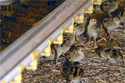 Brooder Chicks Brooder Chicks