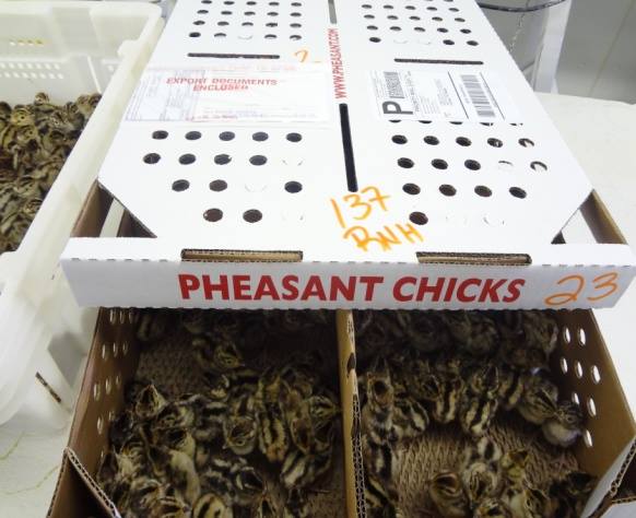 Pheasant Chicks