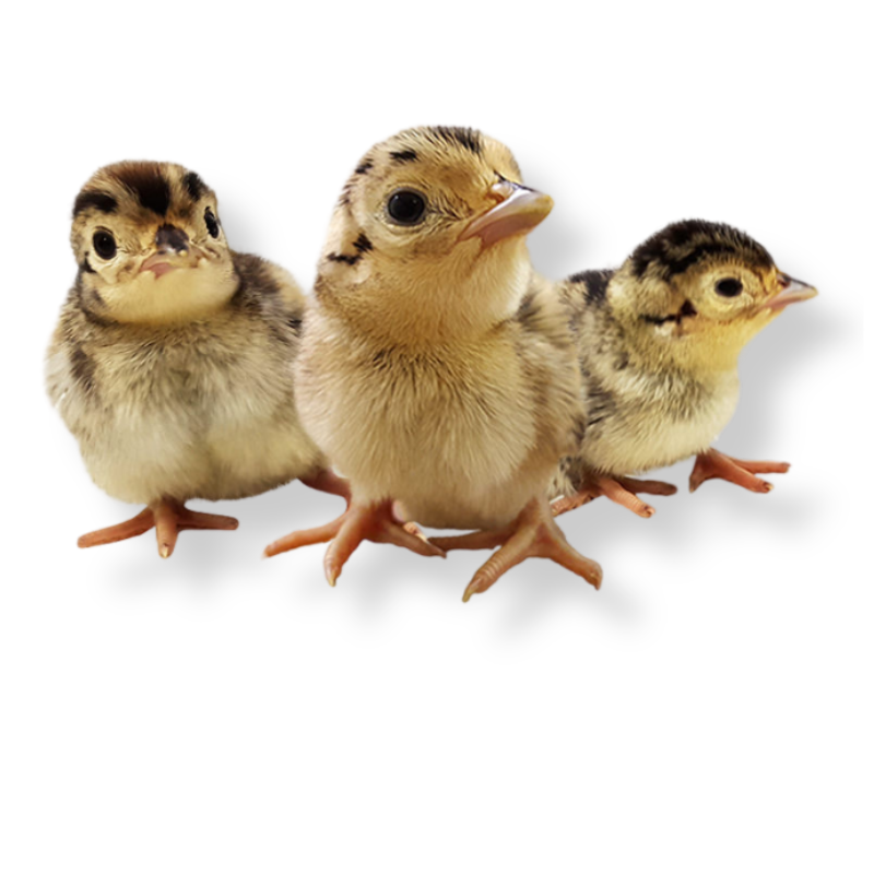 Pheasant Chicks Pheasant Chicks