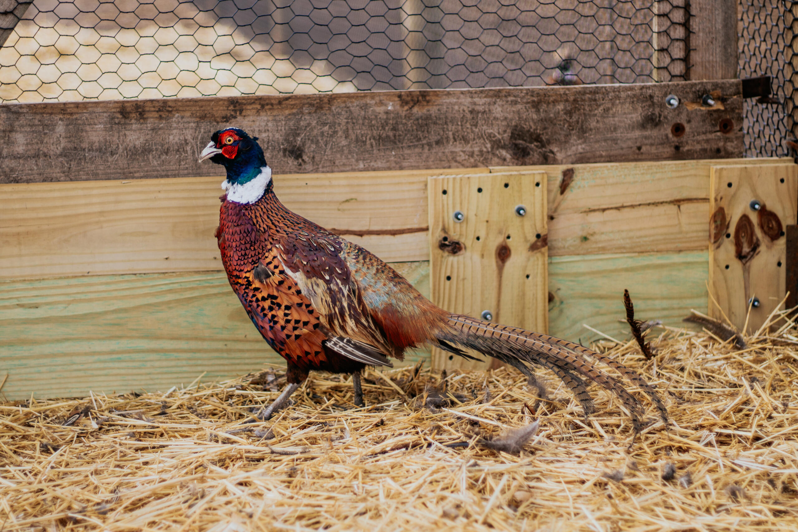 XL Ringneck Rooster