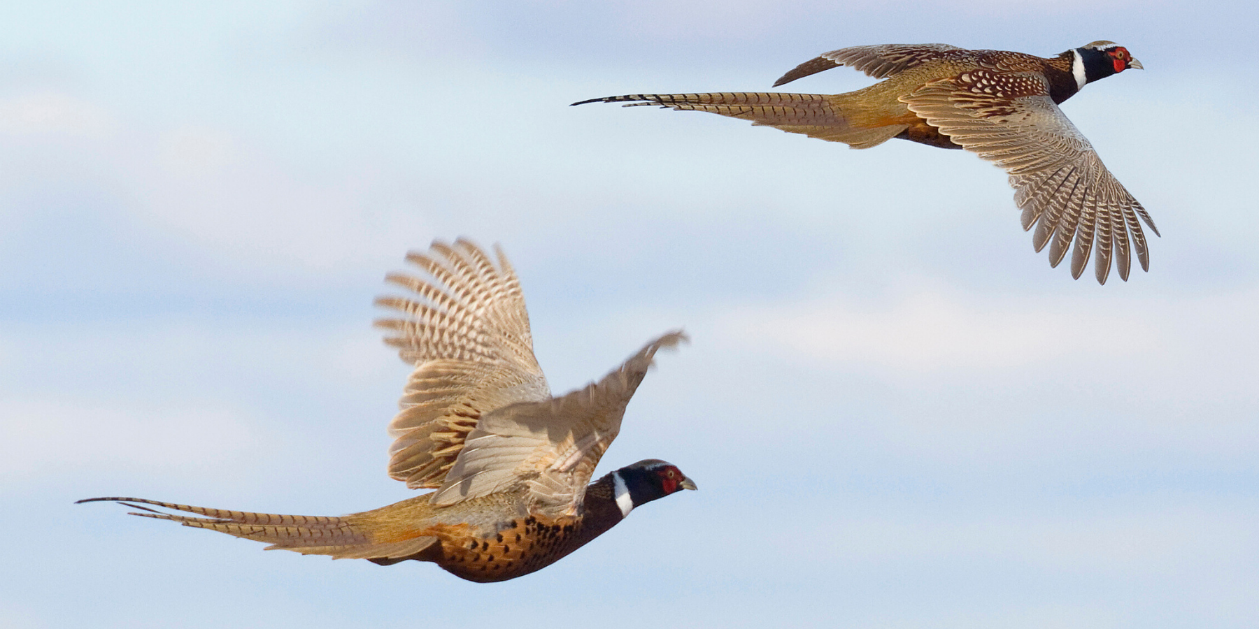 pheasants flying