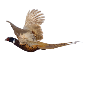 flying pheasant