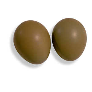 pheasant eggs